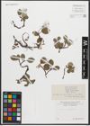 Foto von Salix reticulata L.